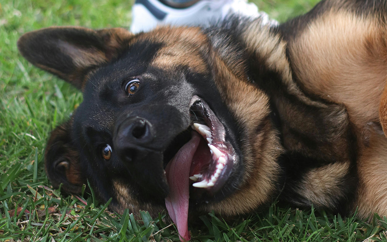 un chien avec la langue qui sort