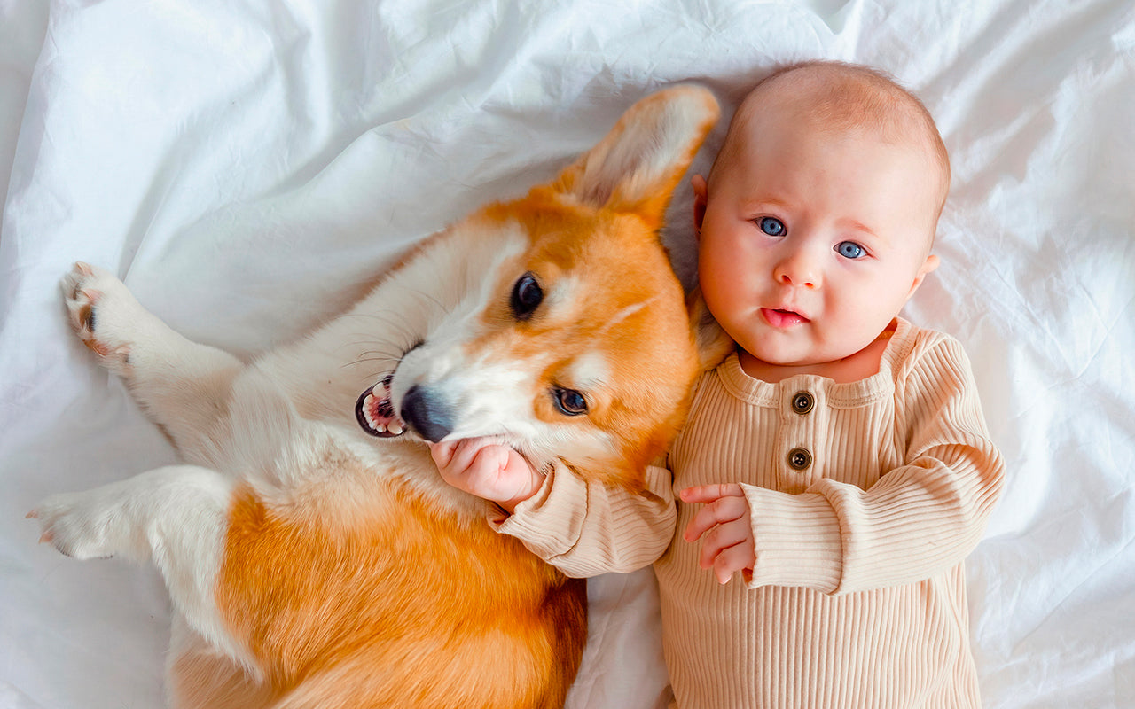 un chien qui dort avec un bébé