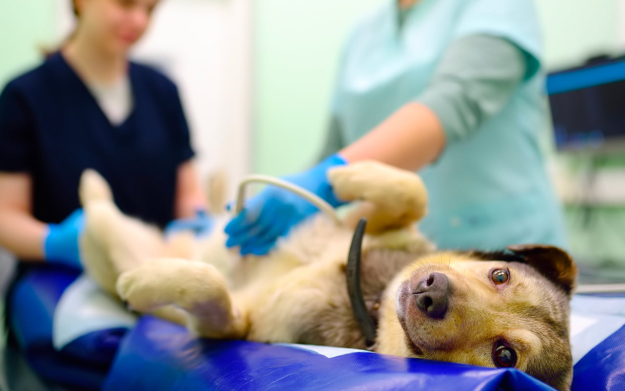 un chien qui ce fait opérer