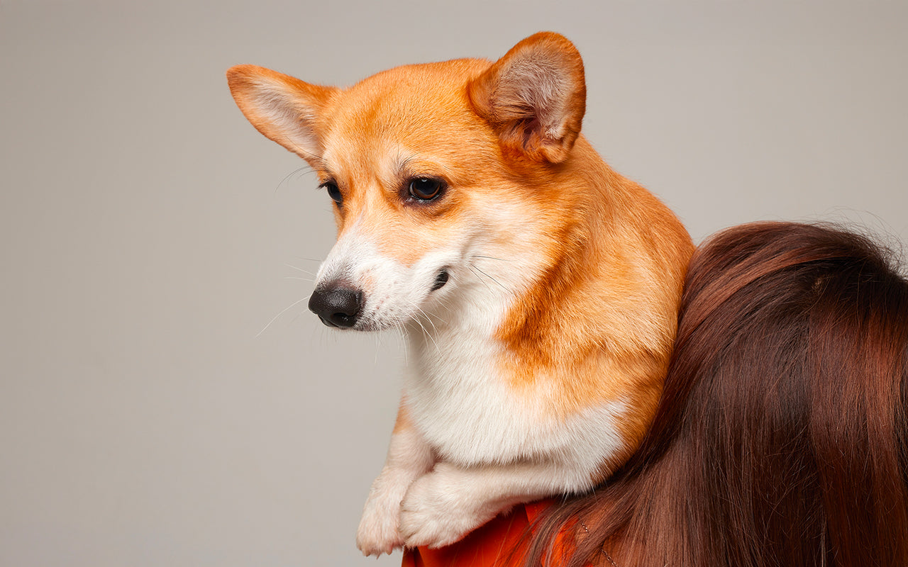 un chien anxieux