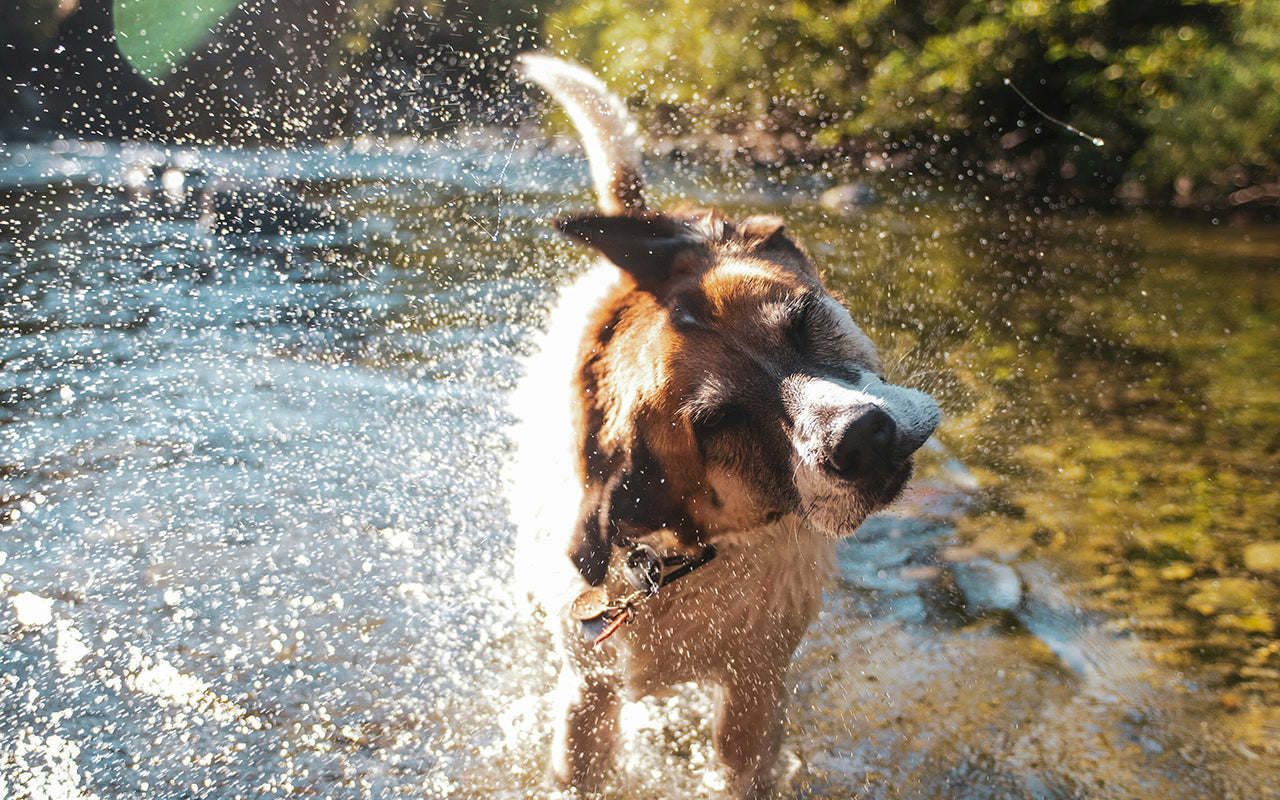 un chien qui se secoue