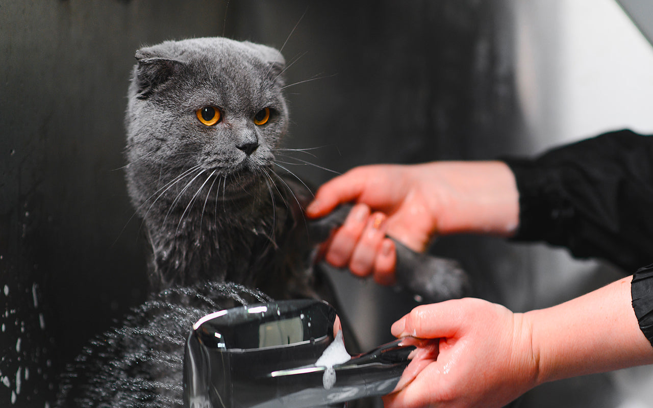 un chat qui se fait laver