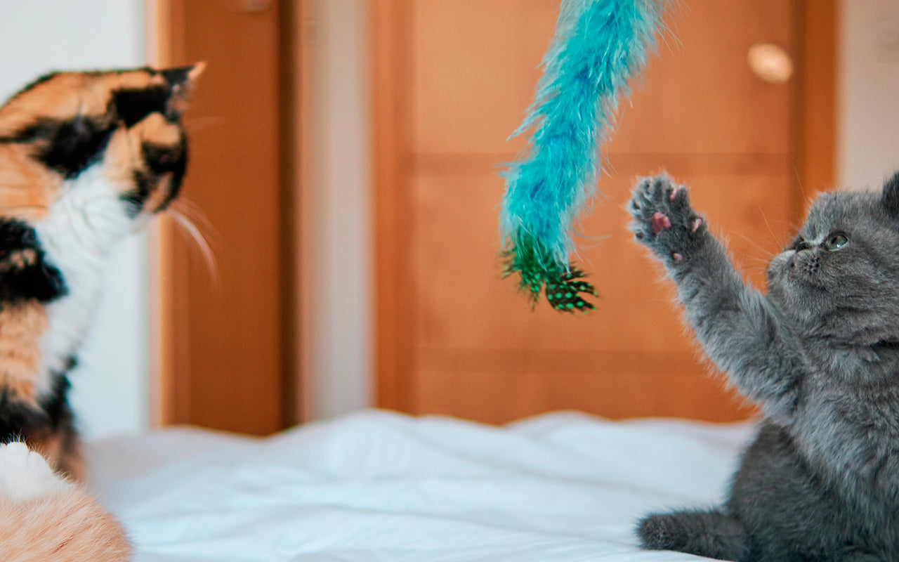 des chats qui jouent ensemble