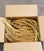 Voir l’image dans la galerie, ECONO-MAX Nourriture Millet 25lb
