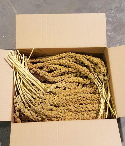 ZOO-MAX Millet en Grappe 5lb pour Oiseaux