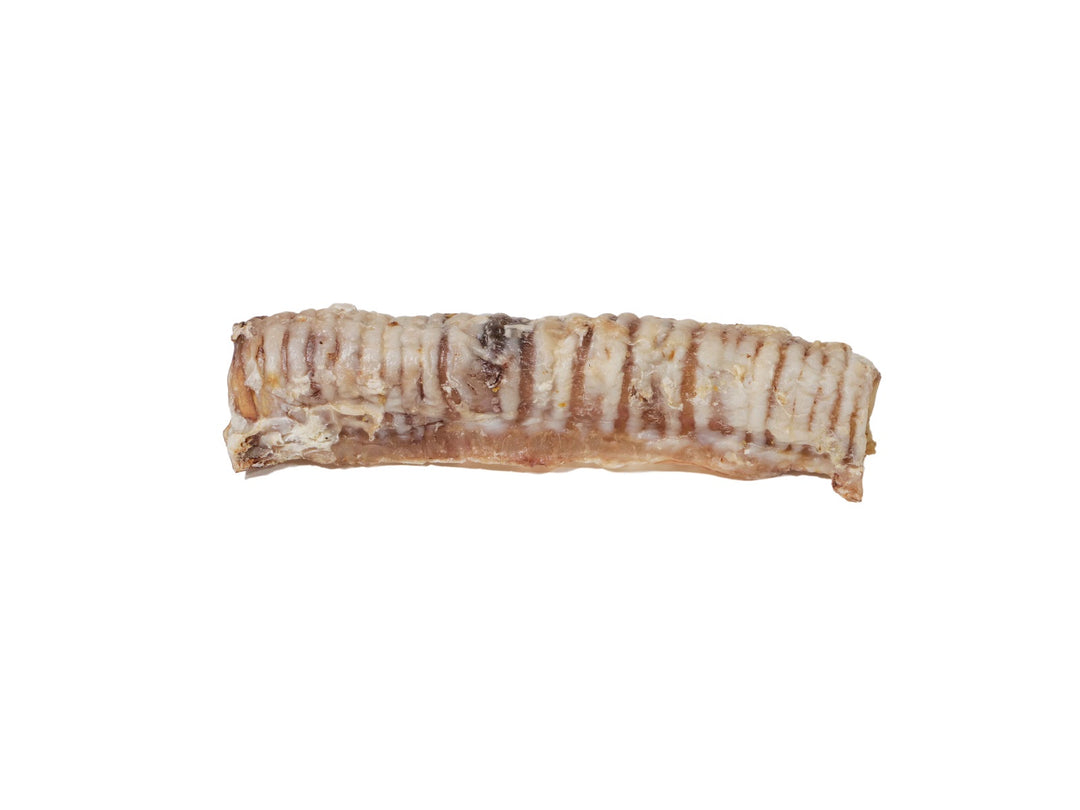 GABO Gâteries Chien Trachée de Boeuf 9-11"
