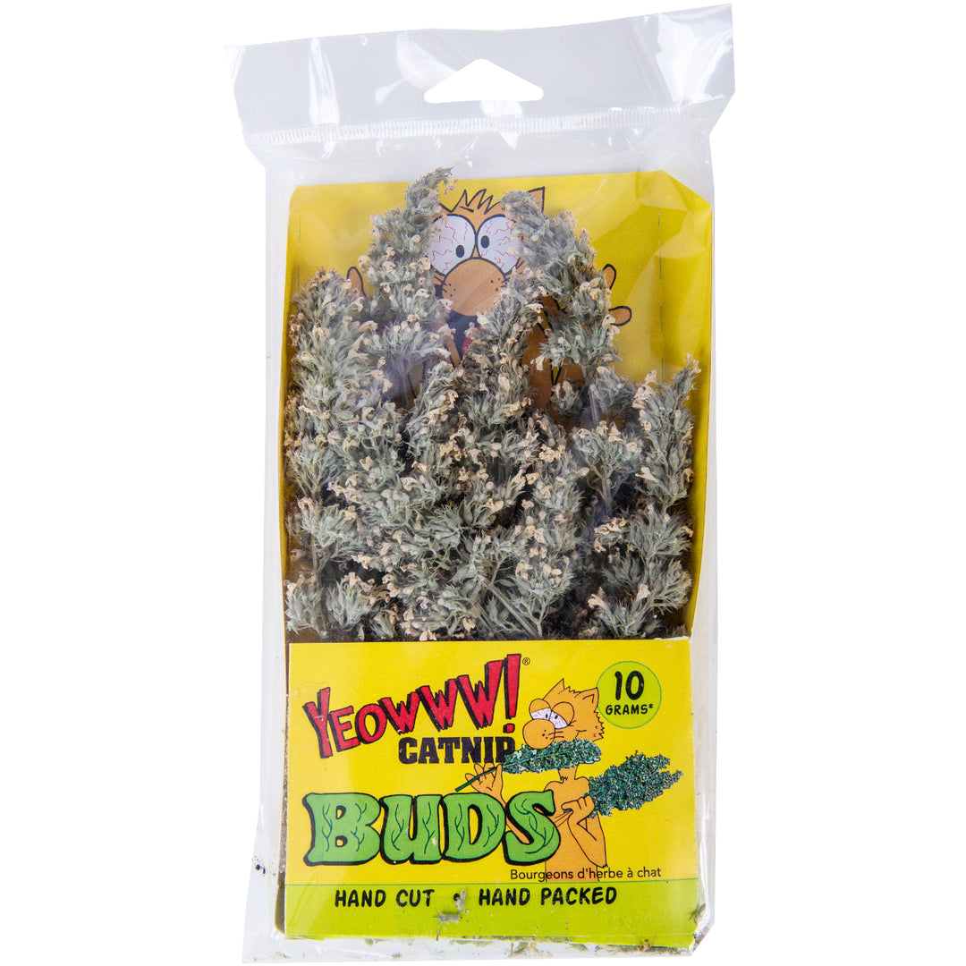 DUCKY WORLD Herbe à Chat en Bourgeons 10g x6