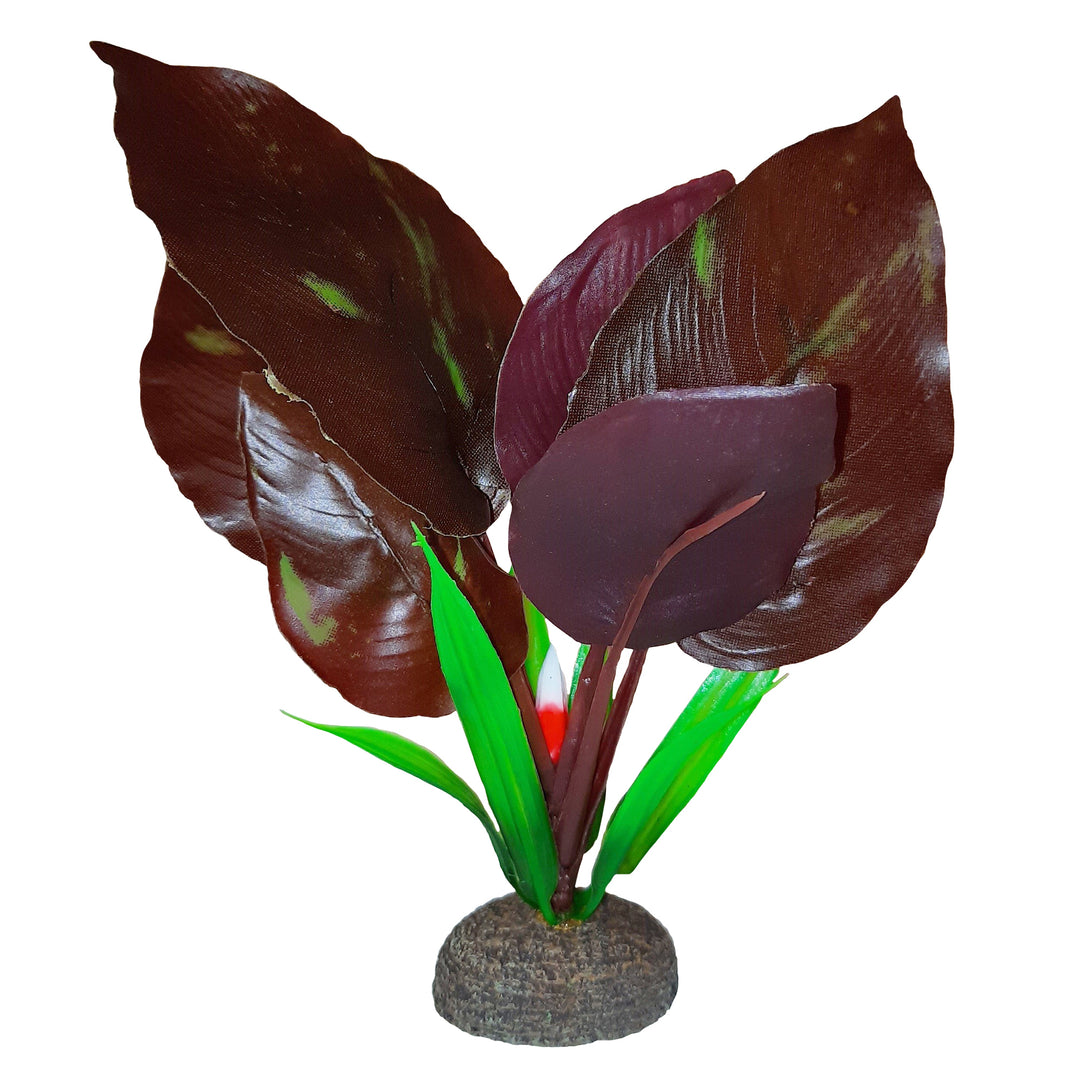 FLUVAL Betta Plante Saurure Penchée 6"
