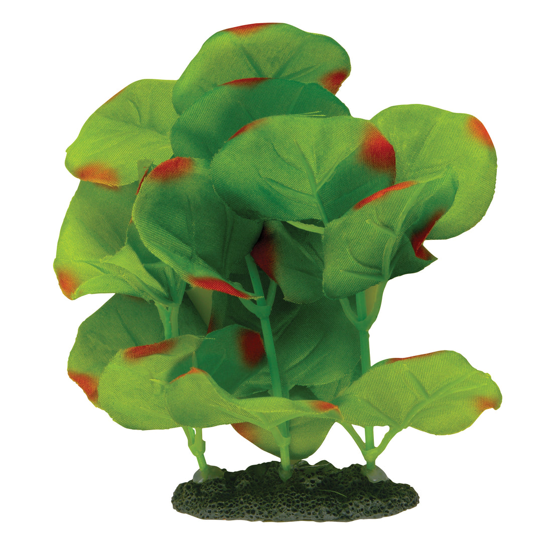 MARINA Plante Lysimaque Nummulaire Verte 5-6" pour Aquarium