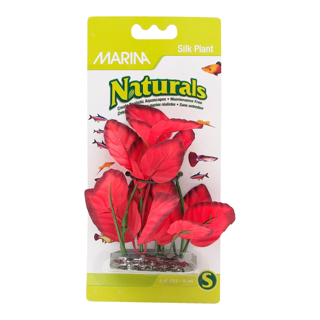MARINA Plante Feuilles Larges Rouges 5-6" pour Aquarium