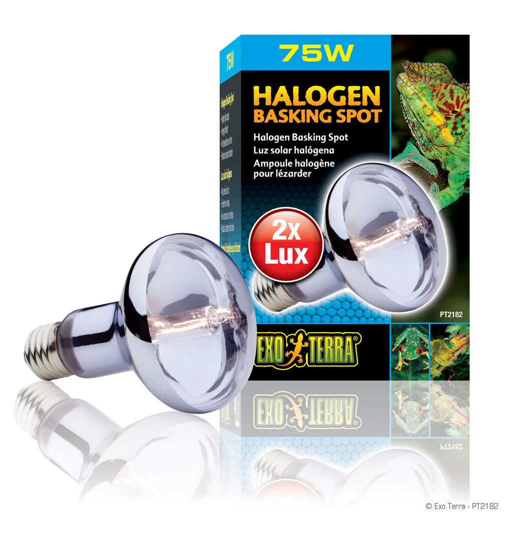 EXO TERRA Ampoule Halogène 75W pour Reptiles