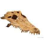Voir l’image dans la galerie, EXO TERRA Crâne de Crocodile pour Reptiles
